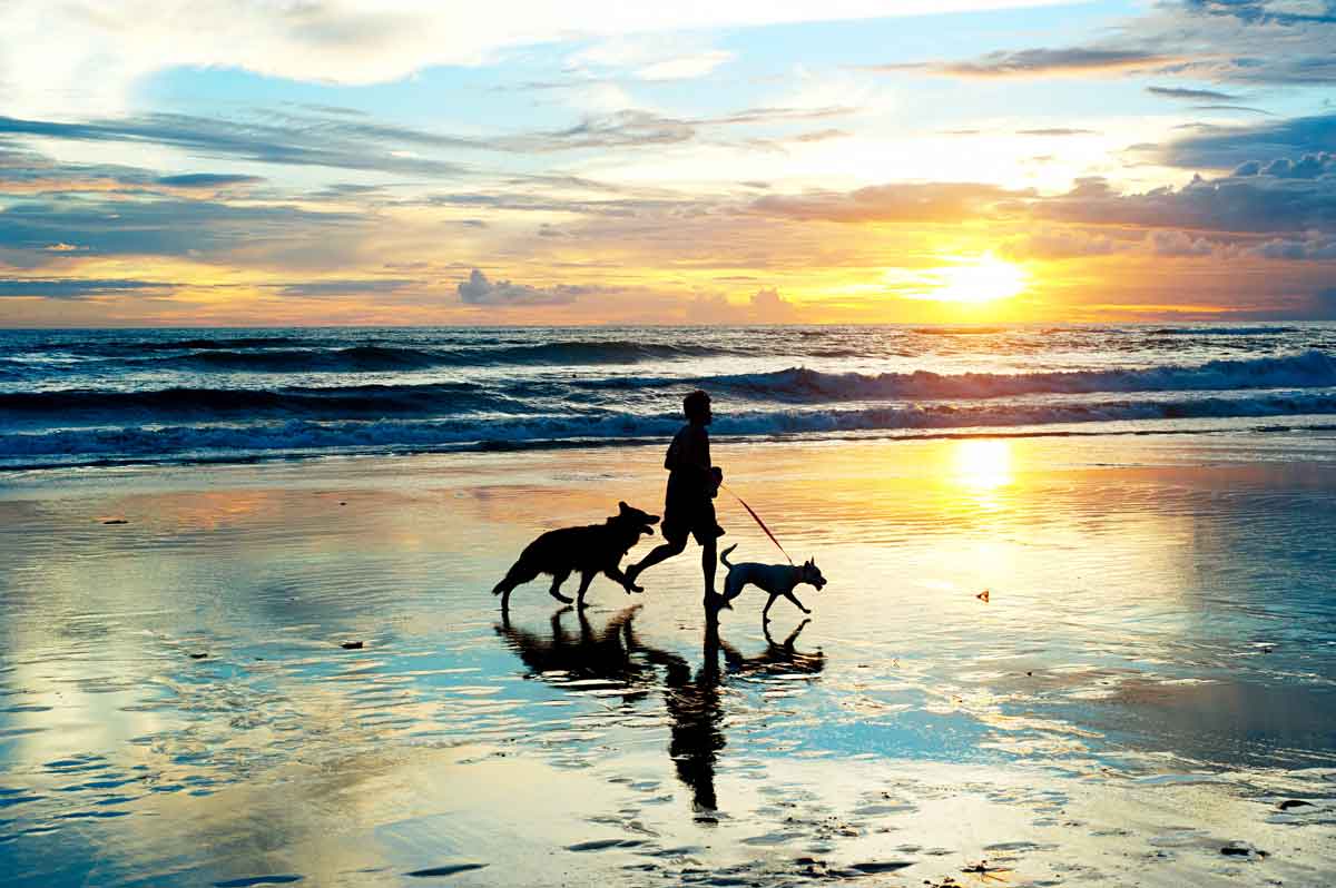 strand loop met honden