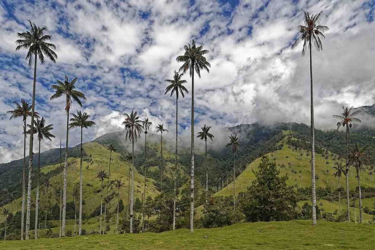 Colombia el bosque del Palmas