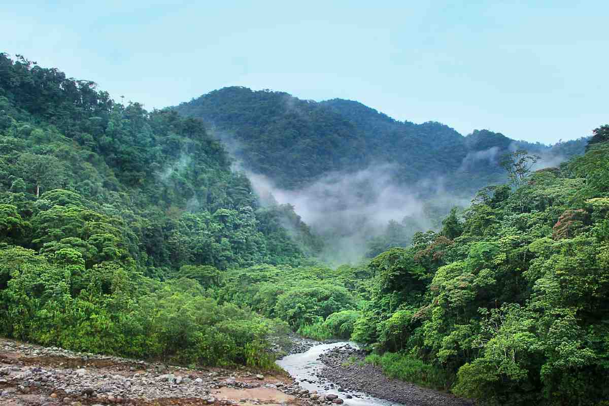 costa rica regenwoud