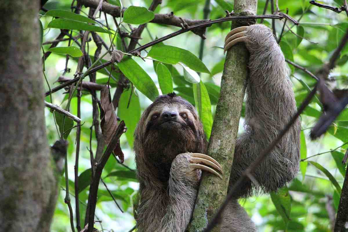 luiaard in regenwoud costa rica
