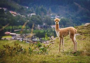 Wild leven in Peru