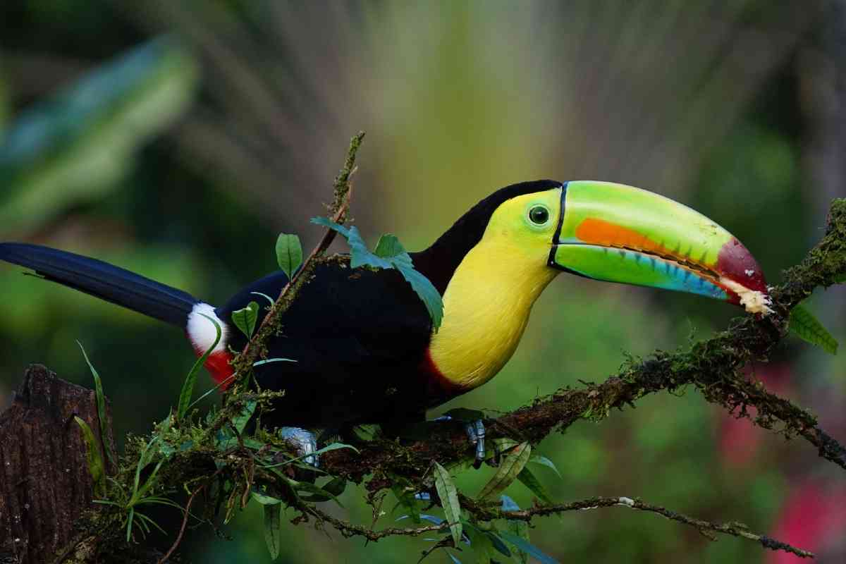 Toekan in regenwoud Costa Rica