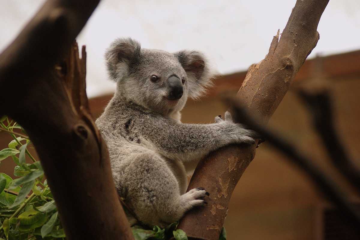 koala in boom in Australië