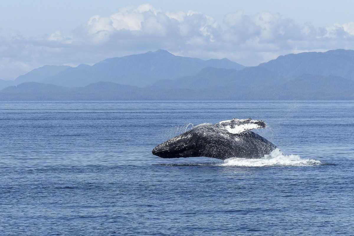 Bultrug walvis kust Canada