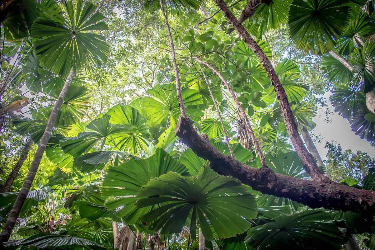 Daintree regenwoud in Australië