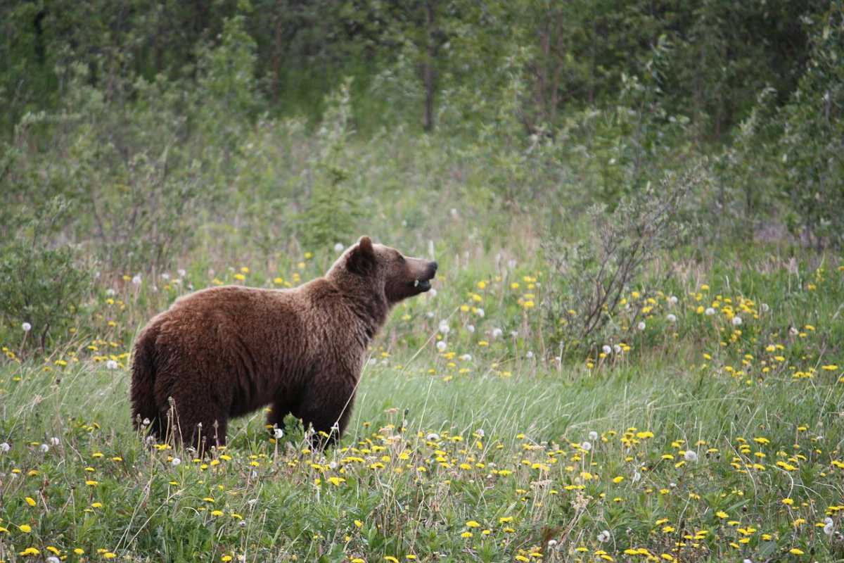 Grizzly beer Canada