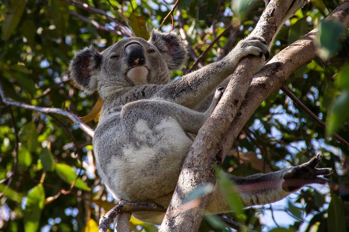 koala in regenwoud