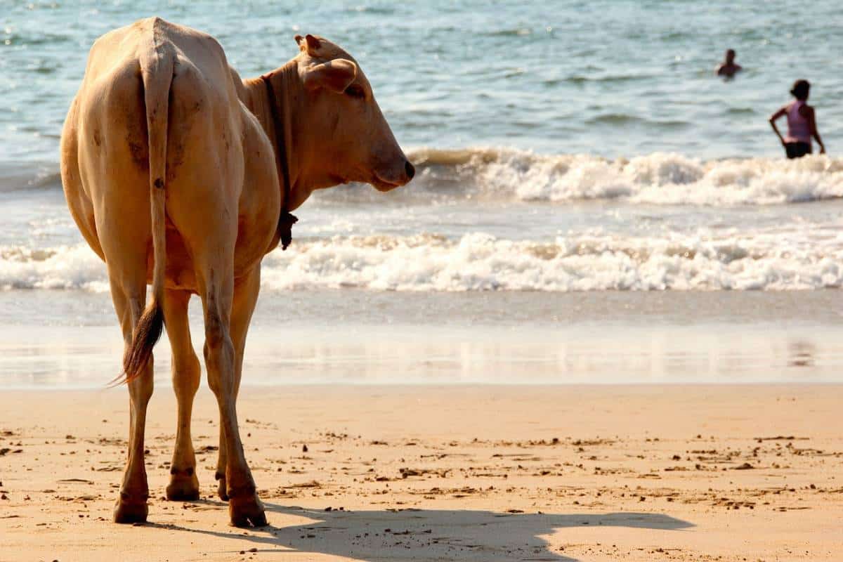 koe op het strand India