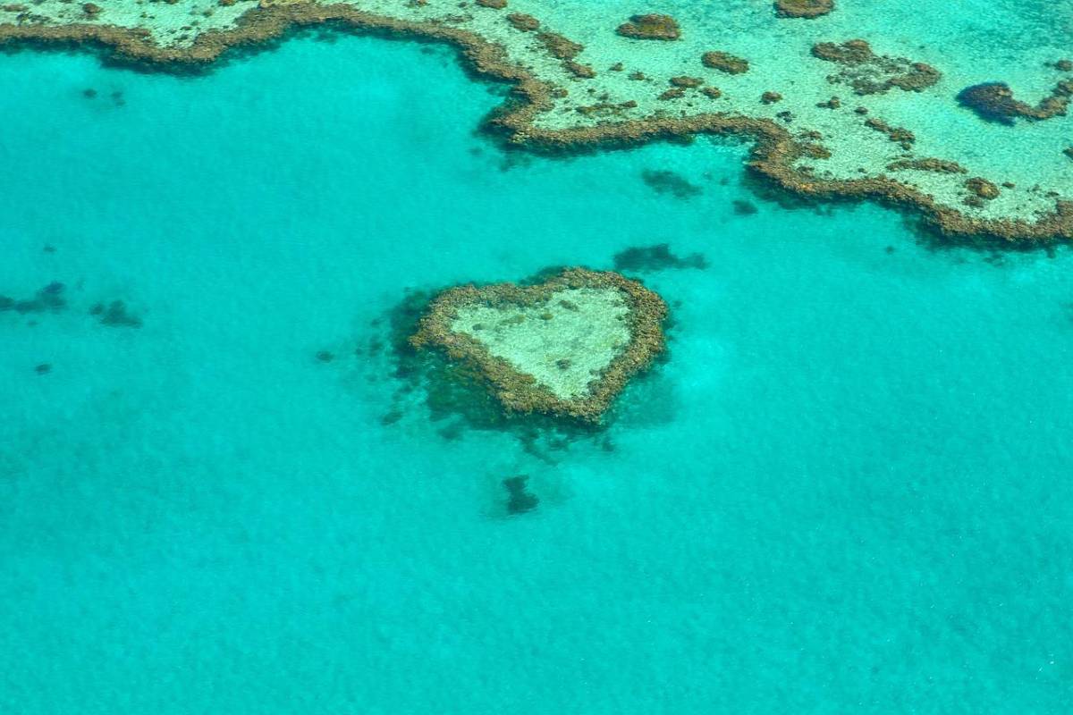 koraal great barrier reef