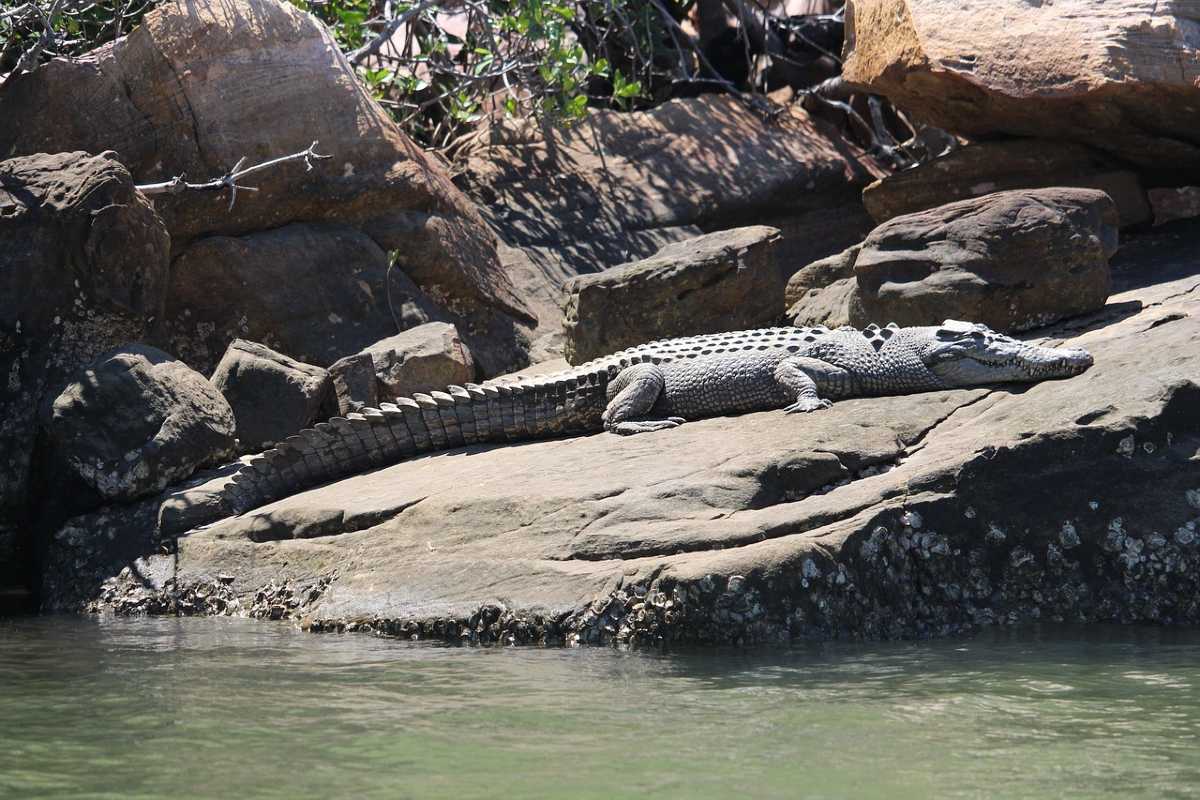 krokodil Australië
