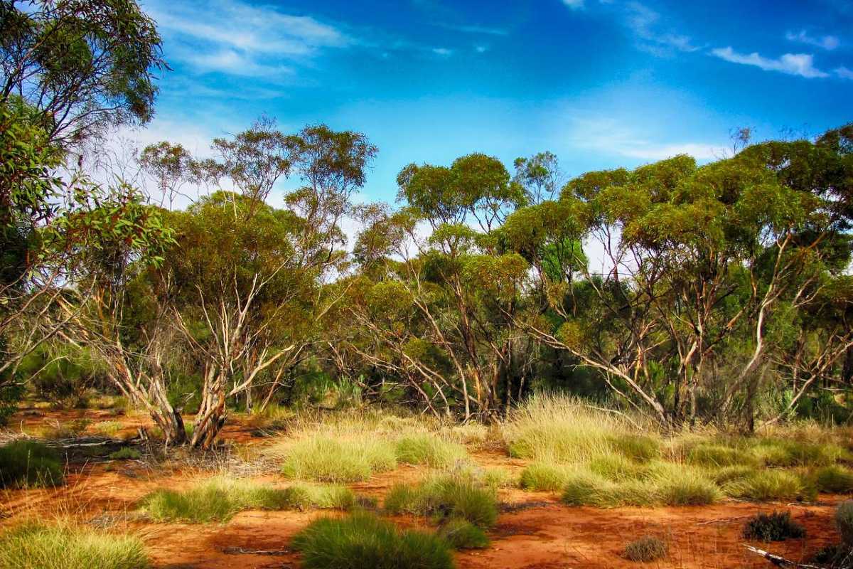 landschap Australië