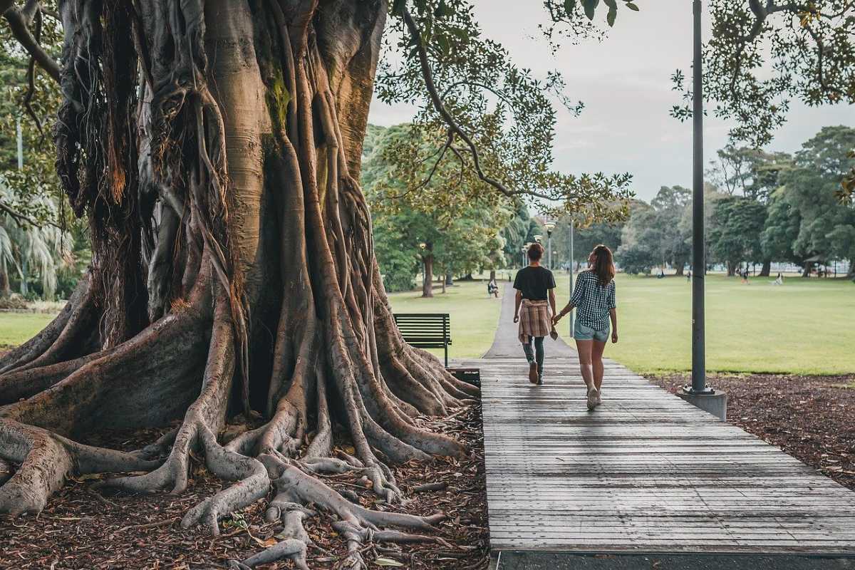 oude boom in Australië
