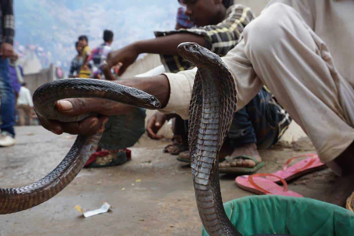 slangenbezweerder india