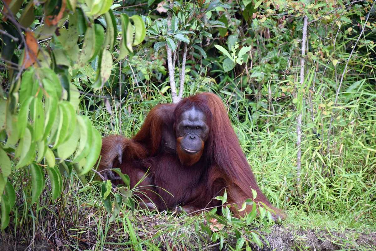 Orang Oetang Borneo Indonesië | groepsreis Indonesië